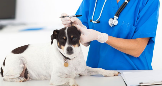 evaluación de la actividad bactericida, antisépticos usados en veterinaria
Certificado 1276A
